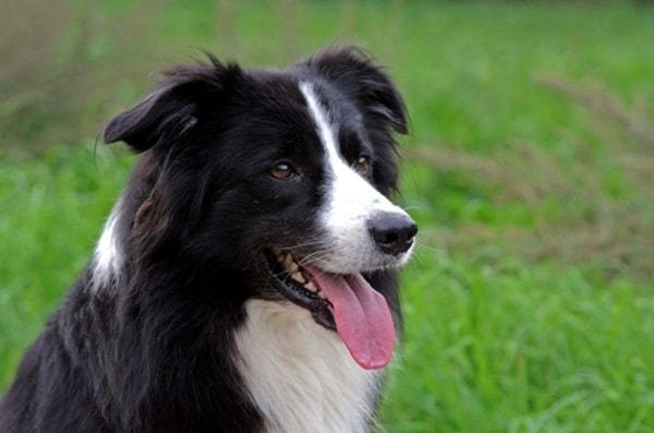 Бордер-коллі