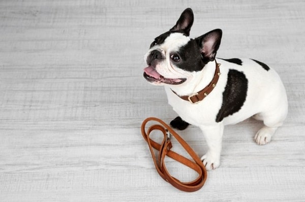 Французький бульдог