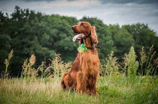 Ірландський сетер