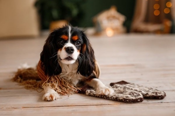 Кавалер-кінг-чарльз-спанієль