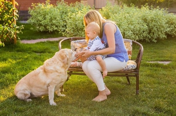 Лабрадор-ретривер