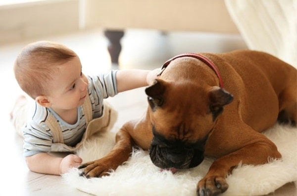 Німецький боксер