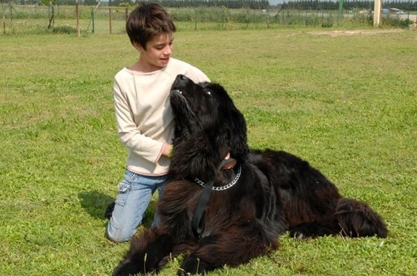 Ньюфаундленд