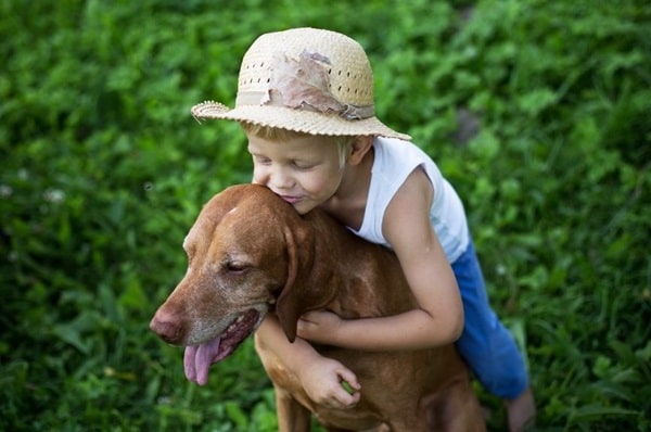 Угорська вижла