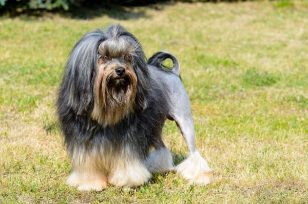 Малий левовий собака (левхен)