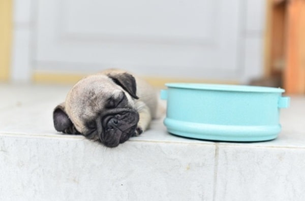 Мопси добре і міцно сплять