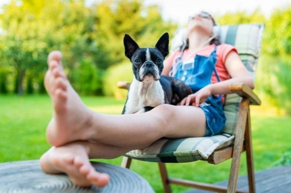 Бостон-тер'єр