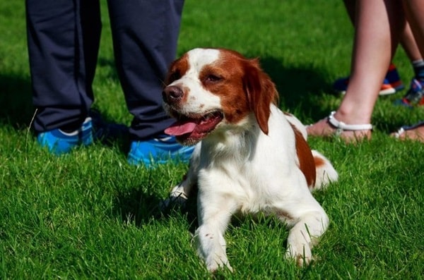 Бретонський епаньйоль