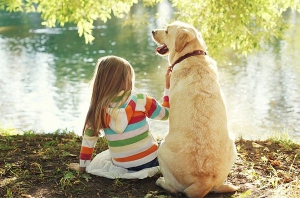 Лабрадор-ретривер