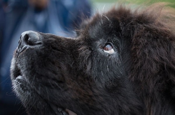 Ньюфаундленд