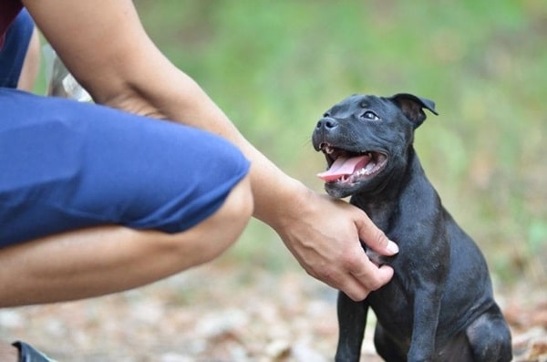 Стаффордширський бультер'єр