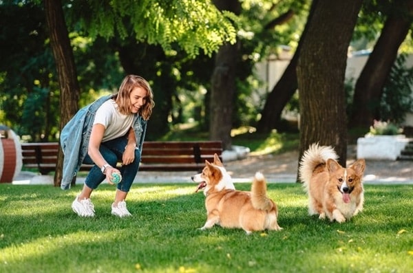 Вельш-коргі