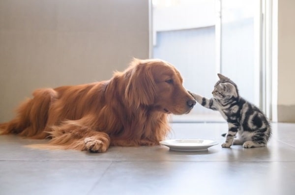 Золотистий ретривер