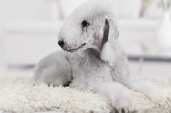 Бедлінгтон-тер'єр