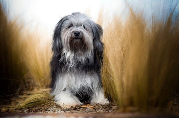 Левхен (малий левовий собака)