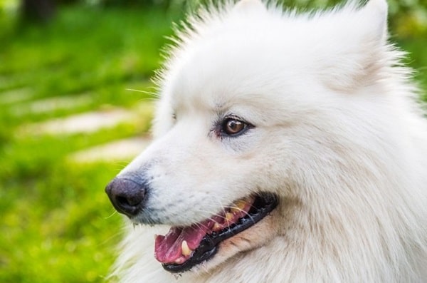 Самоїдський собака (самоїд)