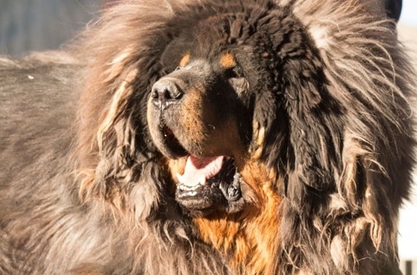 Тибетський мастиф