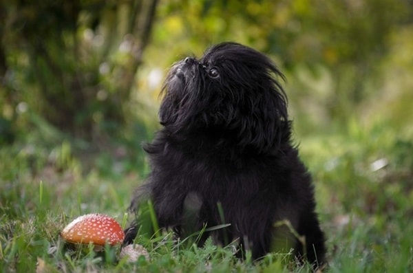 Аффенпінчер