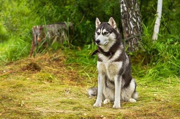 Аляскинський маламут