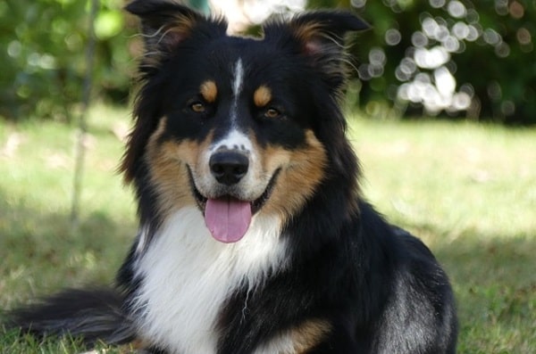 Австралійська вівчарка