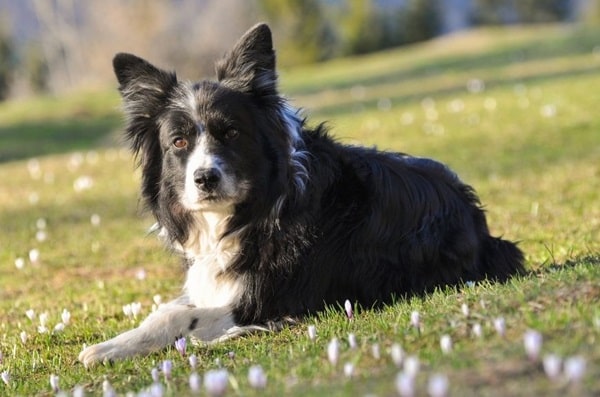 Бордер-коллі