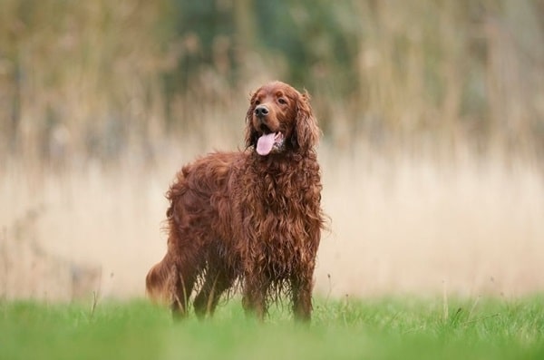 Ірландський сетер