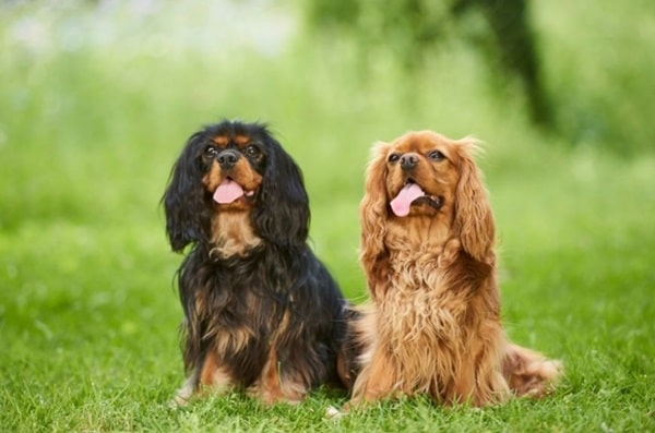 Кавалер-кінг-чарльз-спанієль