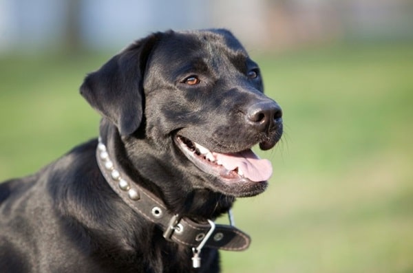 Лабрадор-ретривер
