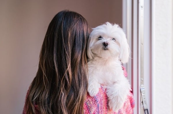 Мальтійська болонка