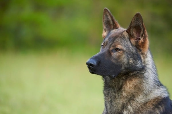 Німецька вівчарка