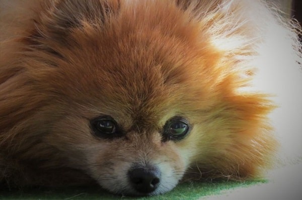 Померанський шпіц