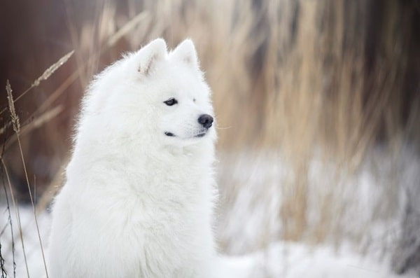 Самоїдський собака