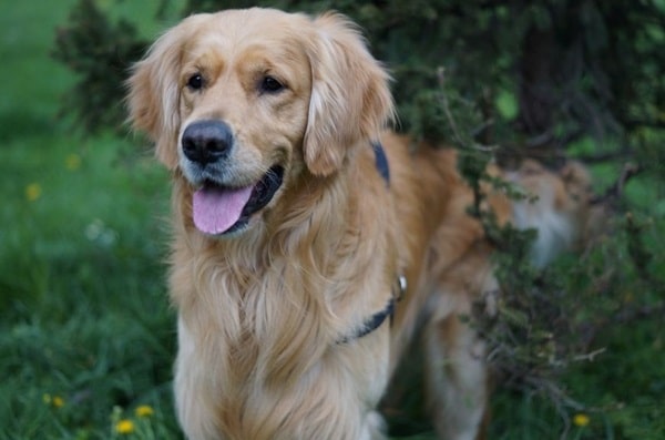 Золотистий ретривер