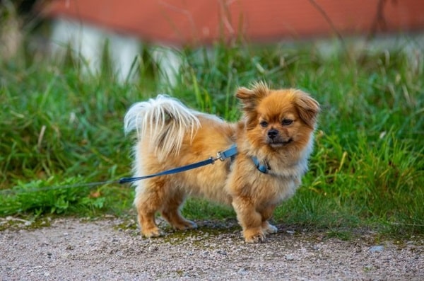 Аффенпінчер