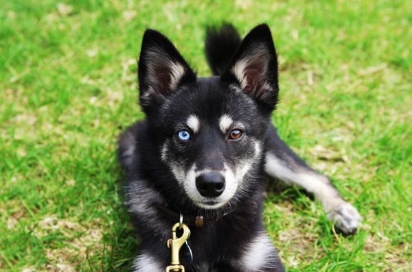 Аляскинський клі-кай