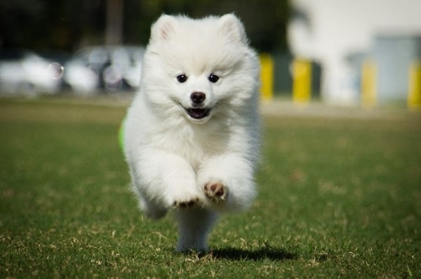 Американський ескімоський собака