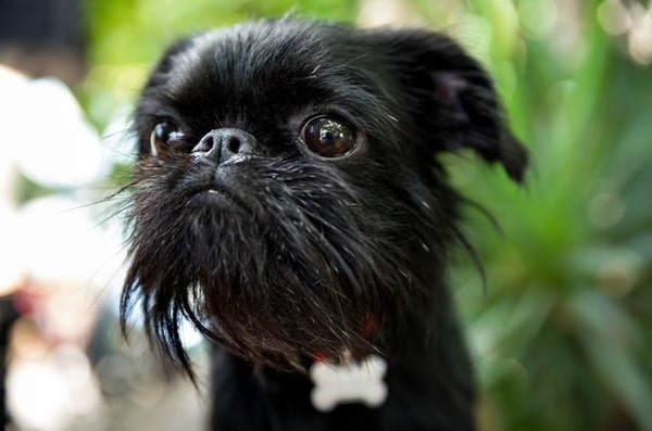 Бельгійський грифон