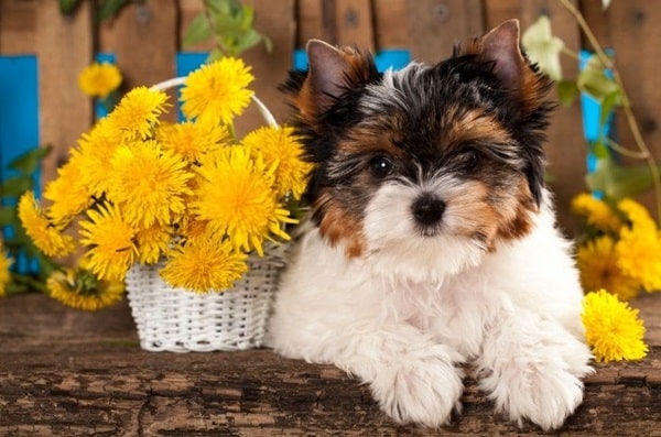 Бівер йоркширський тер'єр