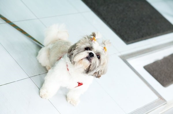 Гаванський бішон