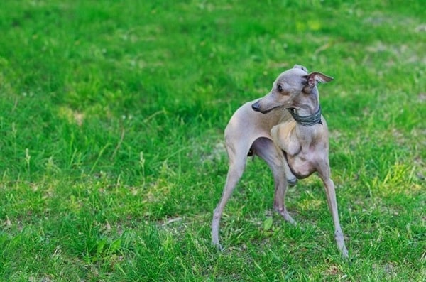 Італійський хорт (левретка)