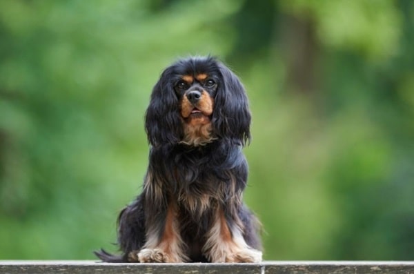 Кавалер-кінг-чарльз-спаніель