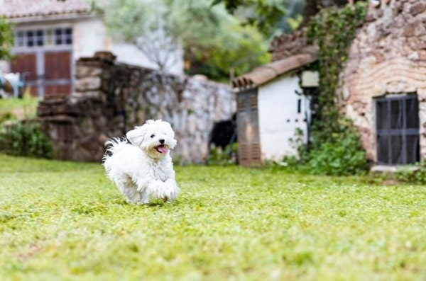 Мальтійська болонка (мальтезе)