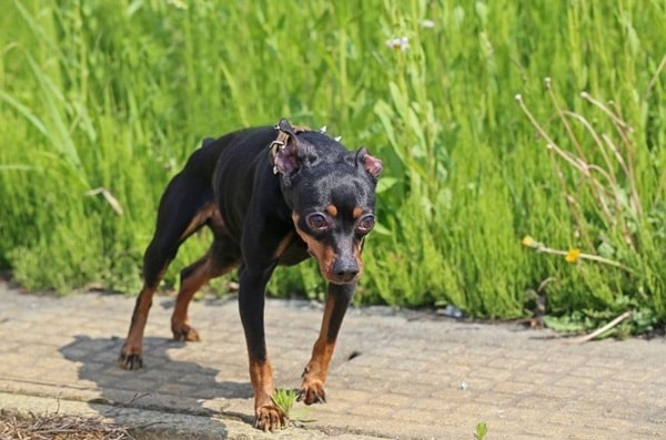 Мініатюрний пінчер