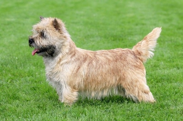 Норвіч-тер'єр