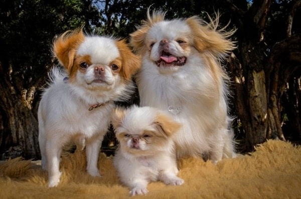 Японський хін (японське підборіддя)