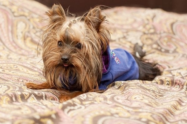 Йоркширський тер'єр