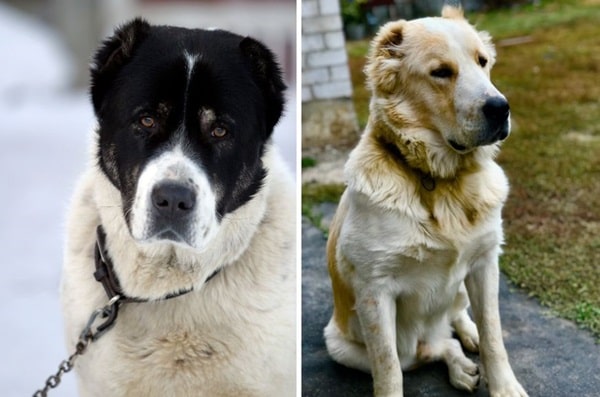 Алабай або середньоазіатська вівчарка