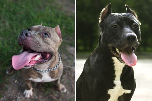 Американський пітбультер'єр