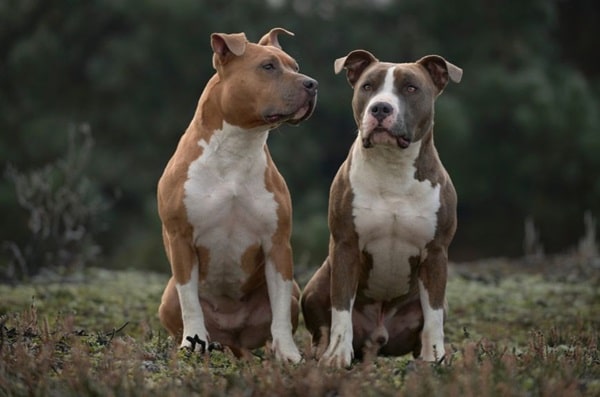 Американський стаффордширський тер'єр