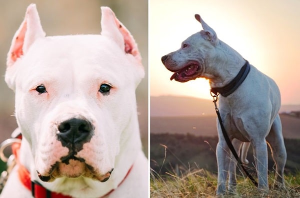 Аргентинський дог